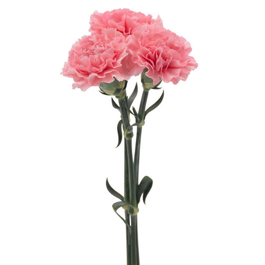 carnation pink-10 stems