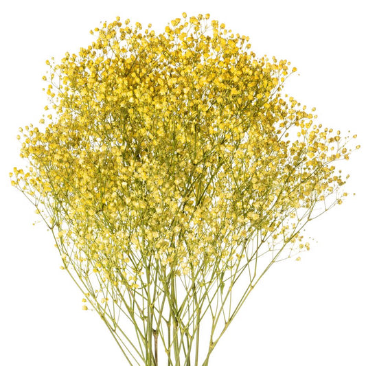 gypsophilia yellow-bunch contains 5 stems