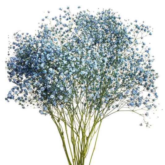gypsophilia blue-bunch contains 5 stems