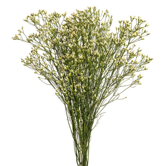 limonium white-5 stems