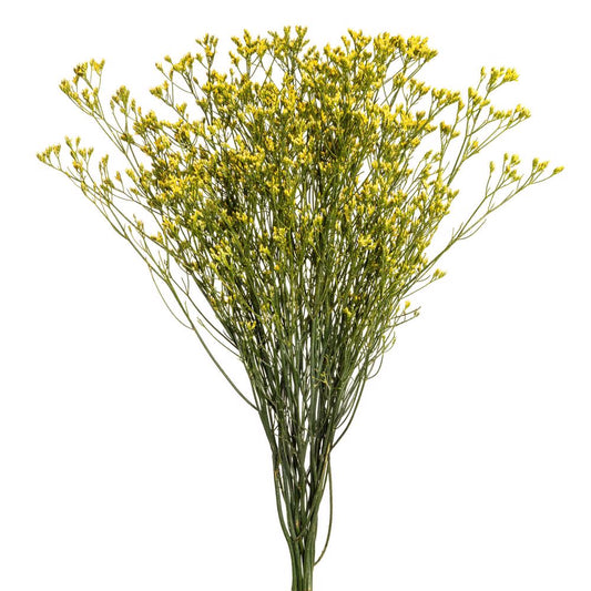 limonium yellow-5 stems