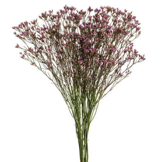 limonium purple-5 stems