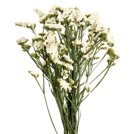 statice white-10 stems