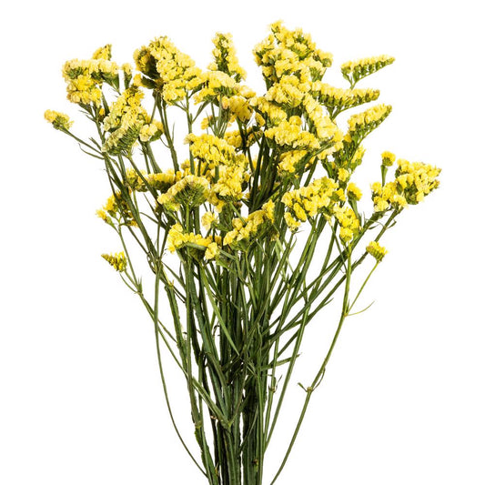 statice yellow-10 stems