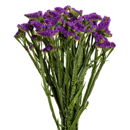 statice purple-10 stems