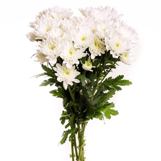 Chrysanthemum white-10 stems