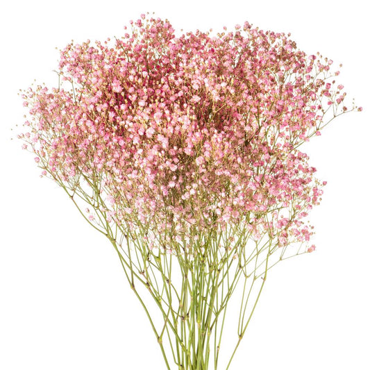 gypsophilia pink-bunch contains 5 stems