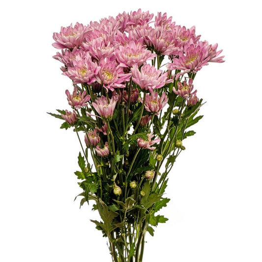 Chrysanthemum pink-10 stems