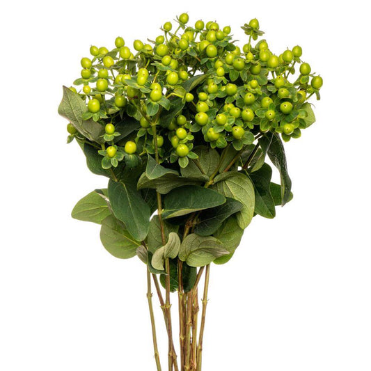 Hypericum green-10 stems