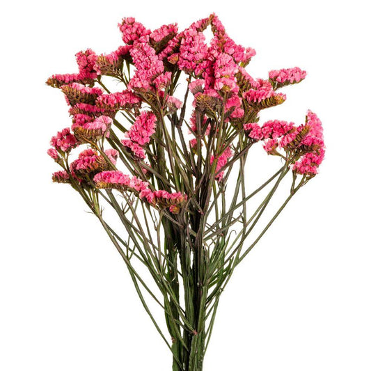 statice pink-10 stems