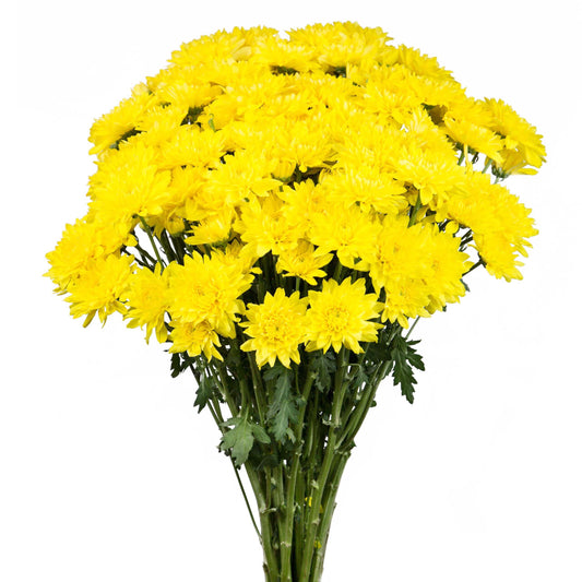 Chrysanthemum yellow-10 stems