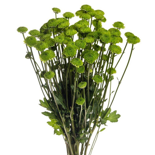 Chrysanthemum green-10 stems