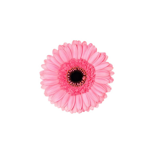 gerbera pink-10 stems