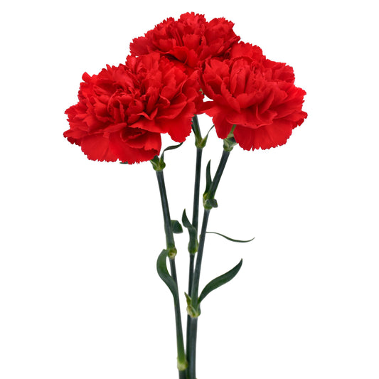 carnation red-10 stems