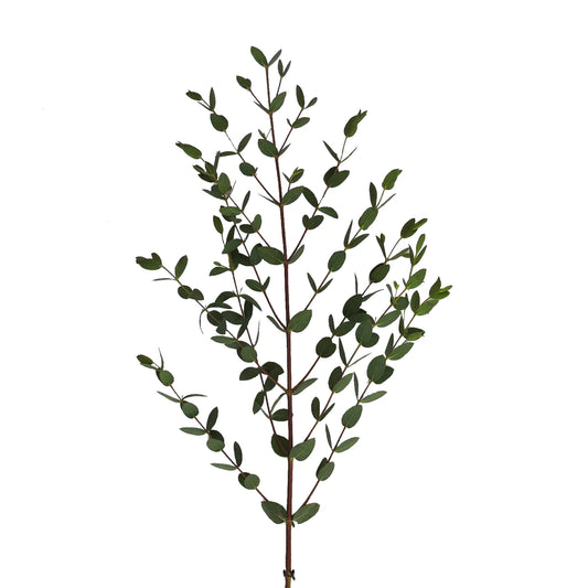 eucalyptus parvifolia-150 grams bunch