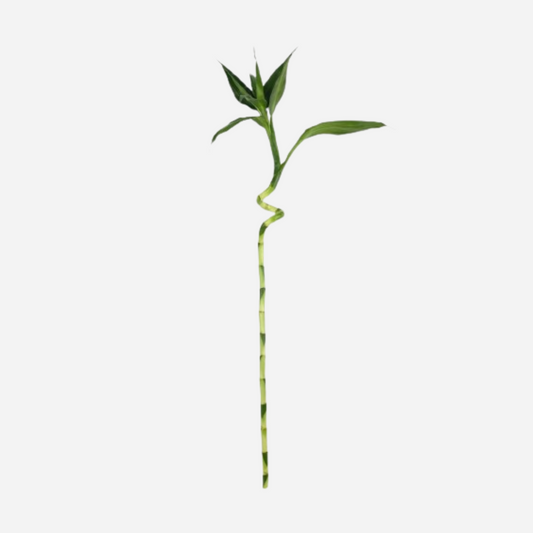 Curly Bamboo 90cm-10stems
