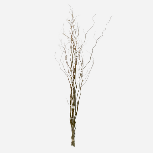Salix Curly Willow 220cm - 5stems