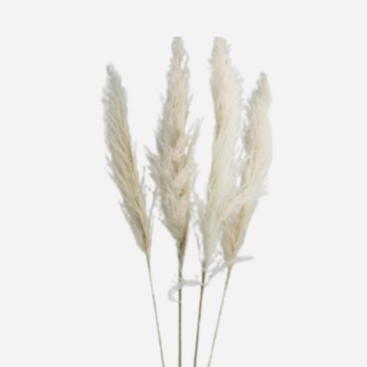 pampus bleached-5 stems
