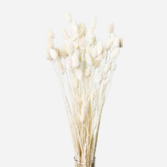 phalaris bleached-50 stems