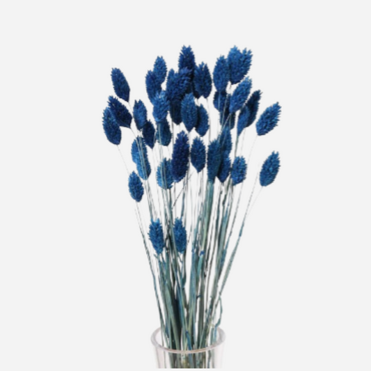 phalaris blue-50 stems