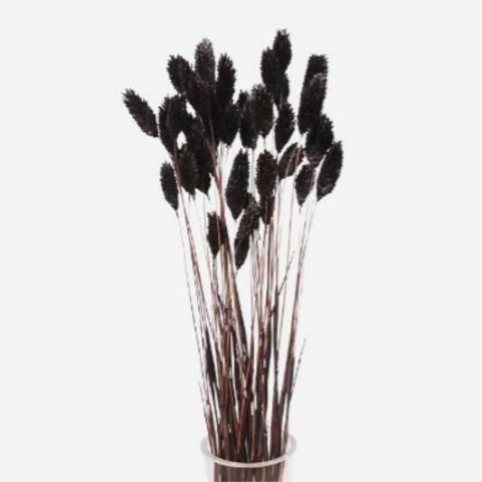 phalaris black-50 stems