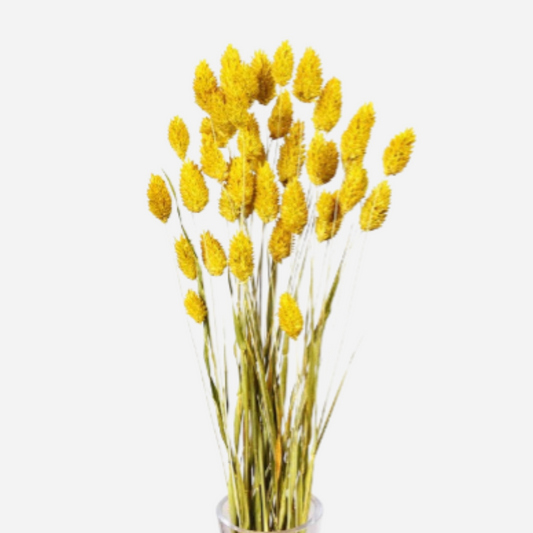 phalaris yellow-50 stems
