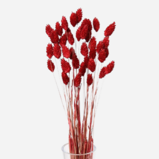 phalaris red-50 stems