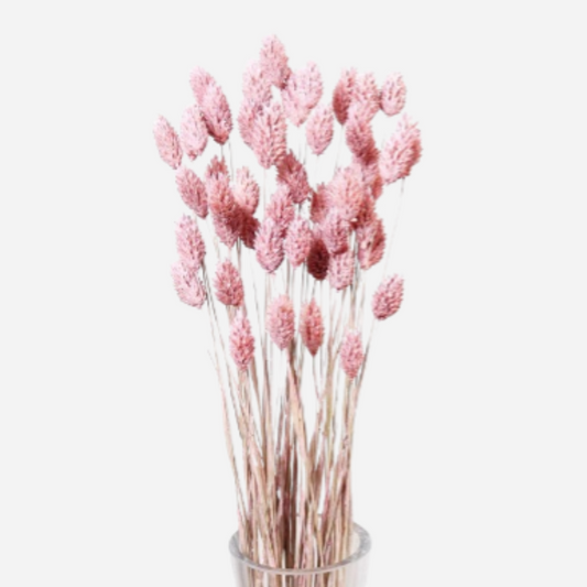 phalaris pink-50 stems