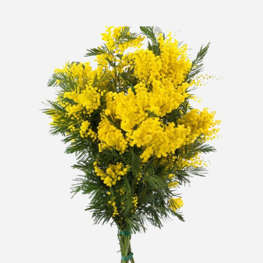 mimosa yellow-5 stems