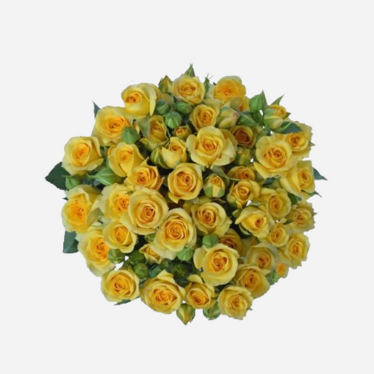 spray rose marisa yellow-10 stems