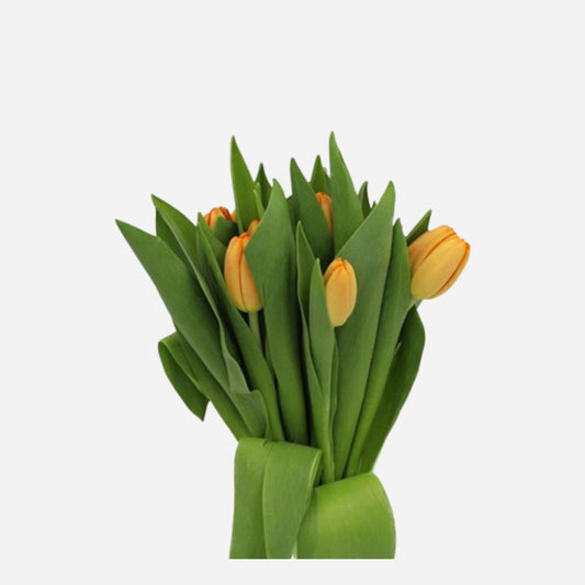 tulip orange - 10stems
