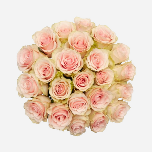 roses light pink-25 stems