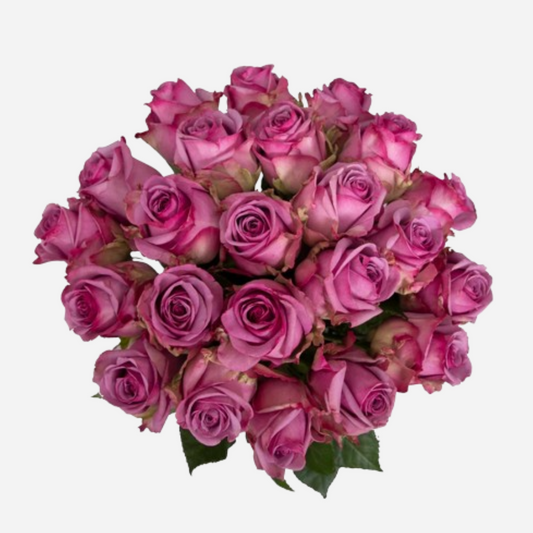 roses cool water purple-25 stems