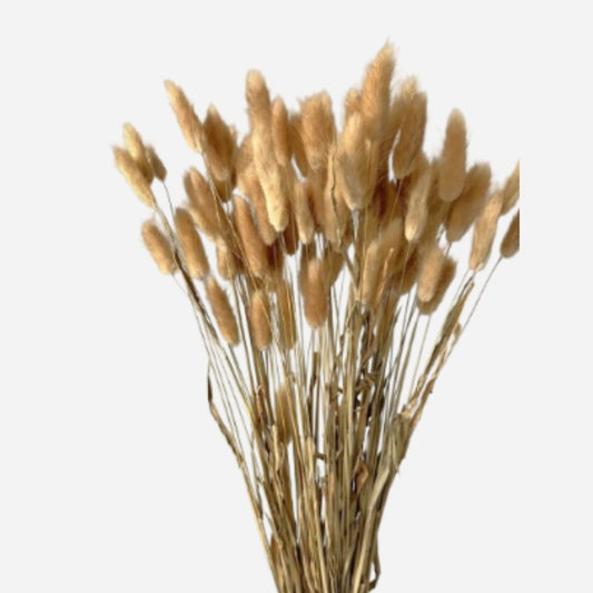 lagurus natural-50 stems