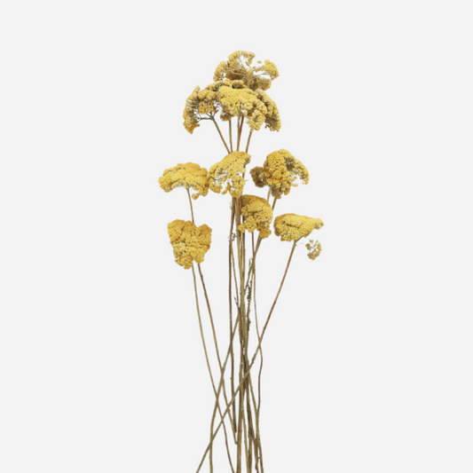 achelia yellow-5 stems