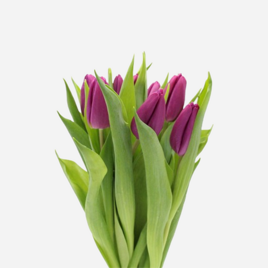 tulip purple-10 stems