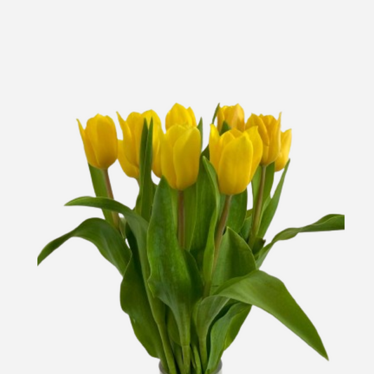 tulips yellow-10 stems