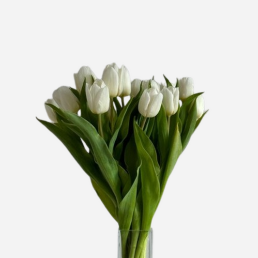 tulip white-10 stems