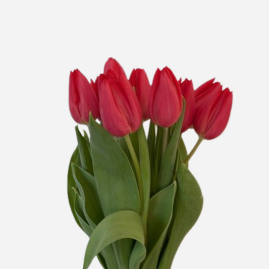 tulip red-10 stems