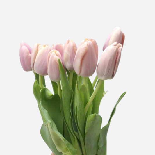 tulip pink-10 stems