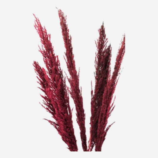 pampus red-5 stems
