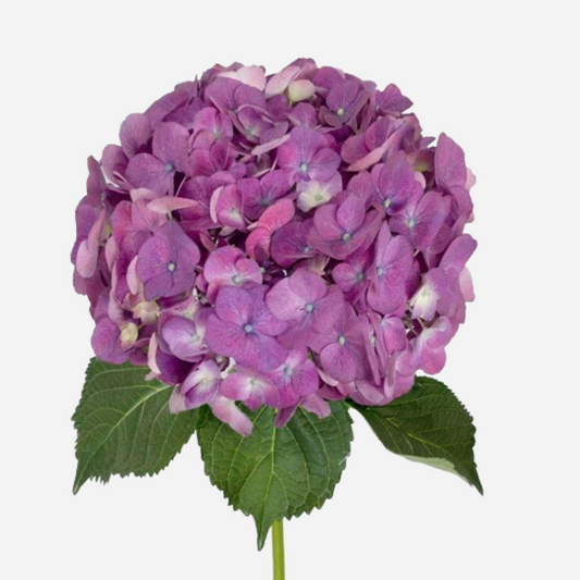 hydrangea purple-by stem