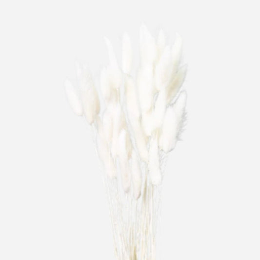lagurus bleached-50 stems
