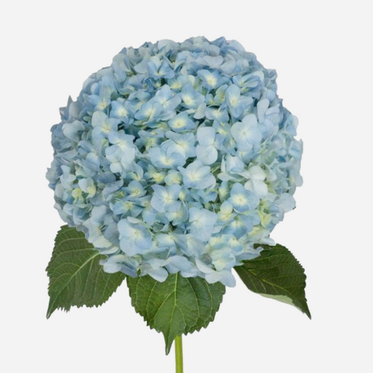 hydrangea light blue-by stem
