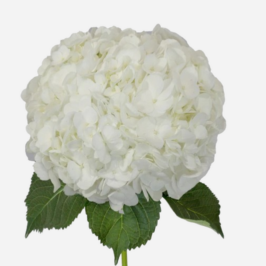 hydrangea white-by stem