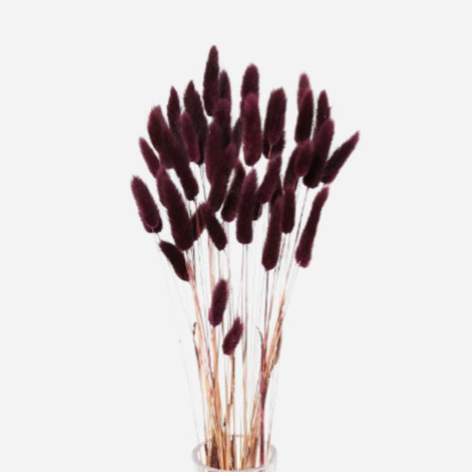lagurus maroon-50 stems