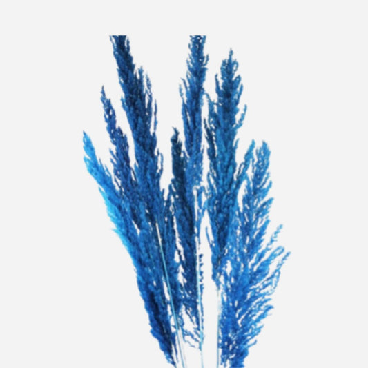 pampus blue-5 stems