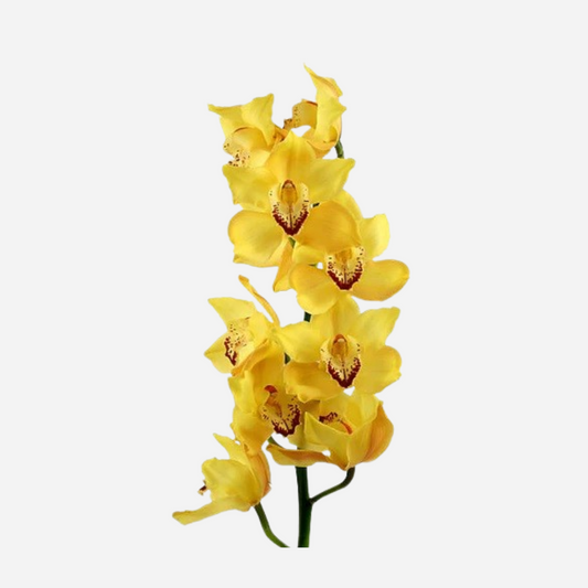 cymbidium yellow-stem contains 8/11 blooms