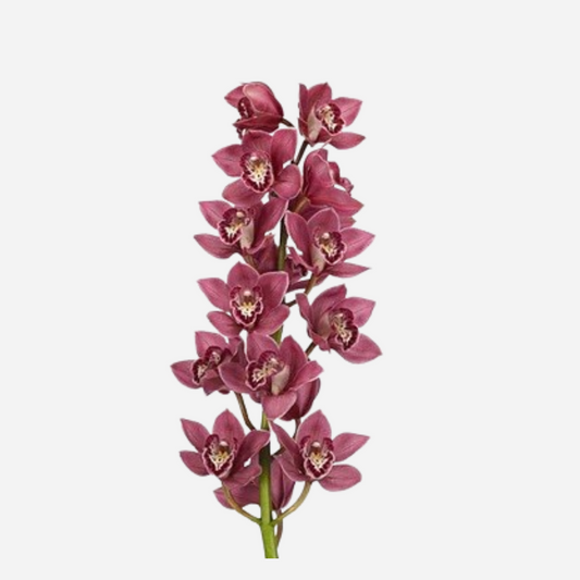 cymbidium dark pink-stem contains 8/11 blooms