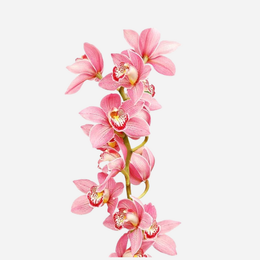 cymbidium pink-stem contains 8/11 blooms